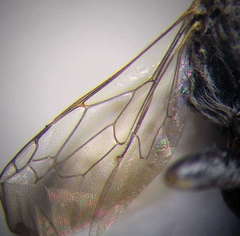 Gastrosericus waltlii