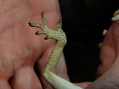 Agama anchietae