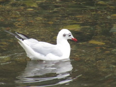 Chroicocephalus ridibundus