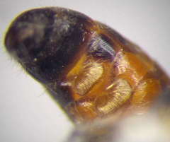 Gastrosericus waltlii