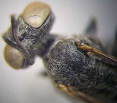 Gastrosericus waltlii