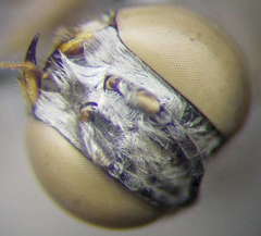 Gastrosericus waltlii