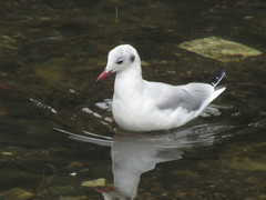 Chroicocephalus ridibundus