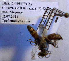 Gastrosericus waltlii