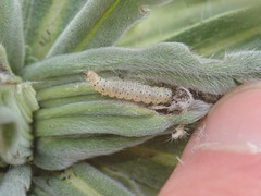 Cynaeda dentalis