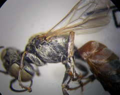 Gastrosericus waltlii