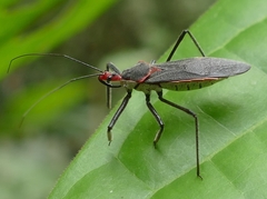 Castolus rufomarginatus