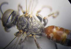 Gastrosericus waltlii