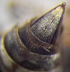 Gastrosericus waltlii