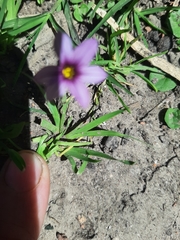 Sisyrinchium chilense