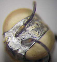 Gastrosericus waltlii