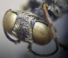 Gastrosericus waltlii