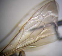 Gastrosericus waltlii