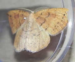 Apodrepanulatrix liberaria