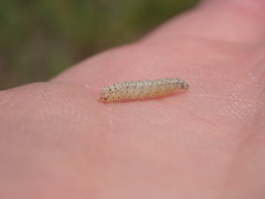 Cynaeda dentalis