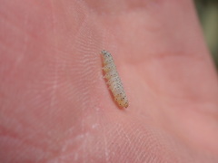Cynaeda dentalis