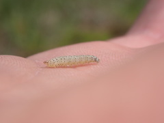 Cynaeda dentalis
