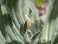 Cynaeda dentalis