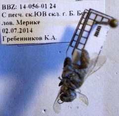 Gastrosericus waltlii