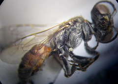 Gastrosericus waltlii