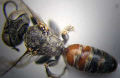 Gastrosericus waltlii