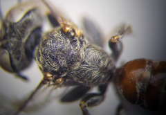 Gastrosericus waltlii