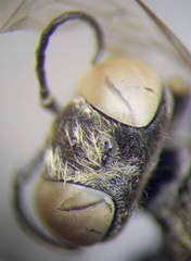 Gastrosericus waltlii