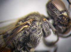 Gastrosericus waltlii