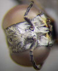 Gastrosericus waltlii