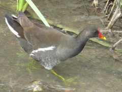 Gallinula chloropus