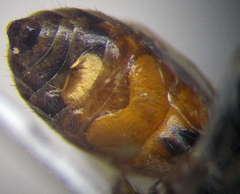 Gastrosericus waltlii