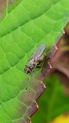 Coenosia