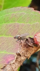 Coenosia