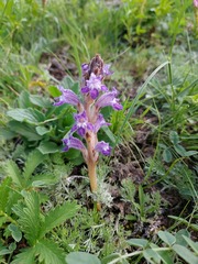 Phelipanche caesia