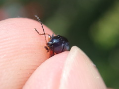 Cryptocephalus nitidus