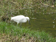 Egretta garzetta