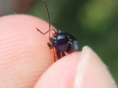 Cryptocephalus nitidus