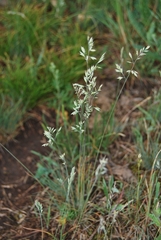 Festuca valesiaca