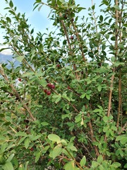 Lonicera microphylla