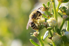Colletes slevini