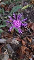 Centaurea rhaetica
