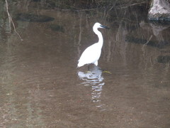 Egretta garzetta
