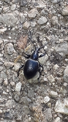 Otiorhynchus vehemens