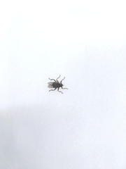 Pseudolynchia canariensis