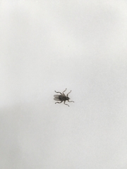 Pseudolynchia canariensis