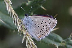 Lycaena candens