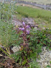 Phelipanche caesia