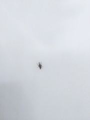 Pseudolynchia canariensis