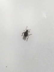 Pseudolynchia canariensis