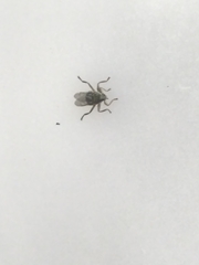 Pseudolynchia canariensis